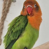 Inseparable fisher opaline eam #1