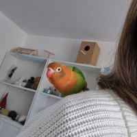 Inseparable fisher opaline eam #0