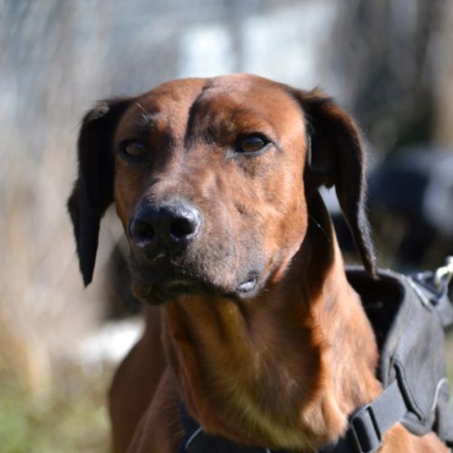 Tino, le meilleur des compagnons !