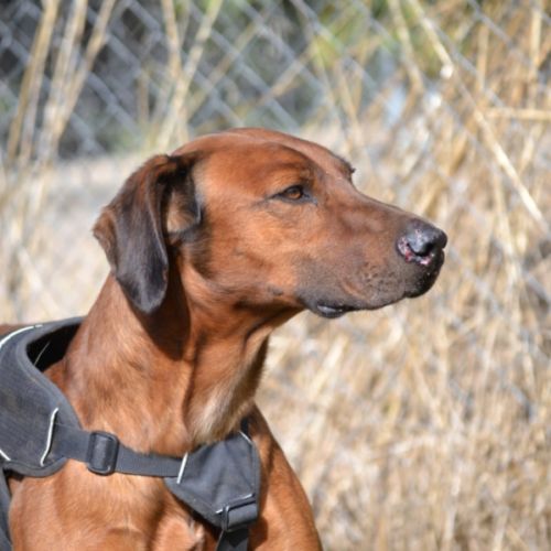 Tino, le meilleur des compagnons ! #2