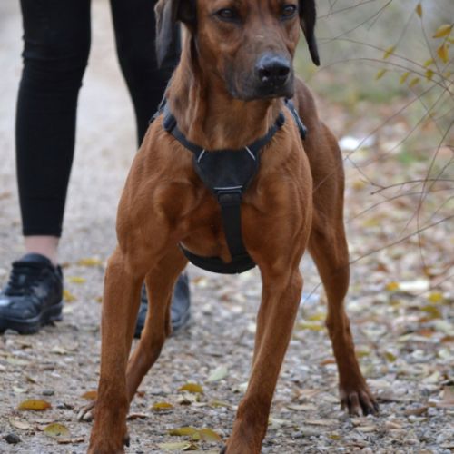 Tino, le meilleur des compagnons ! #3