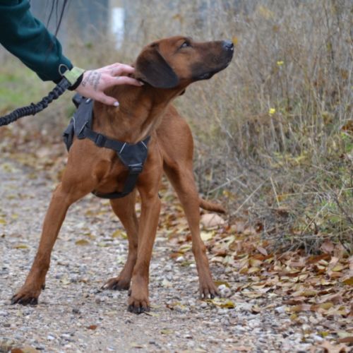 Tino, le meilleur des compagnons ! #5