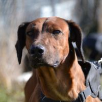 Tino, le meilleur des compagnons ! #0