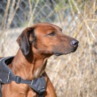 Tino, le meilleur des compagnons ! #2