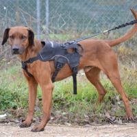 Tino, le meilleur des compagnons ! #4