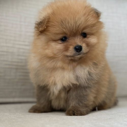 Spitz nain poméranien lof type ourson #2