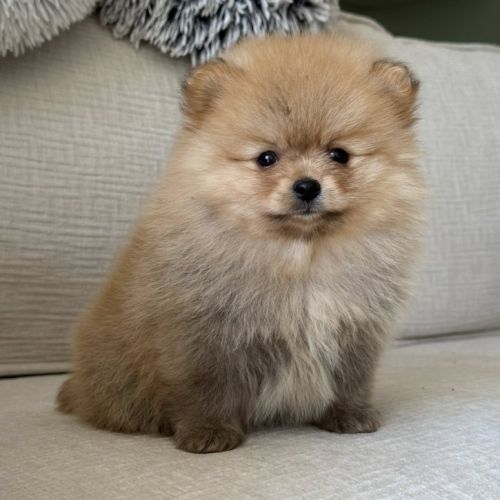 Spitz nain poméranien lof type ourson #3