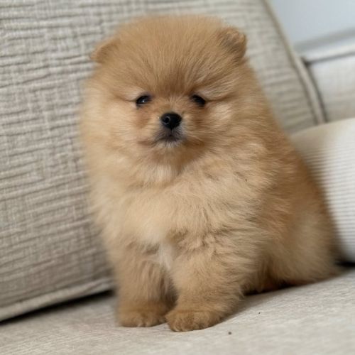 Spitz nain poméranien lof type ourson #5