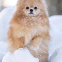 Spitz nain poméranien lof type ourson #0