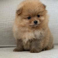 Spitz nain poméranien lof type ourson #2