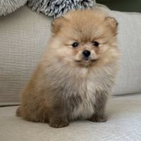 Spitz nain poméranien lof type ourson #3