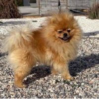 Spitz nain poméranien lof type ourson #4