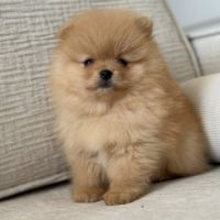 Spitz nain poméranien lof type ourson #5