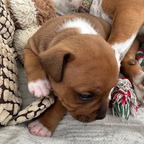 Magnifique male  staffordshire bull terrier (staff