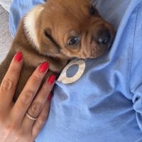 Magnifique male  staffordshire bull terrier (staff #1