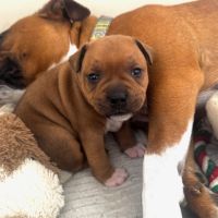 Magnifique male  staffordshire bull terrier (staff #2
