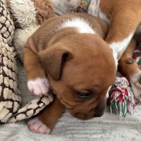 Magnifique male  staffordshire bull terrier (staff #0