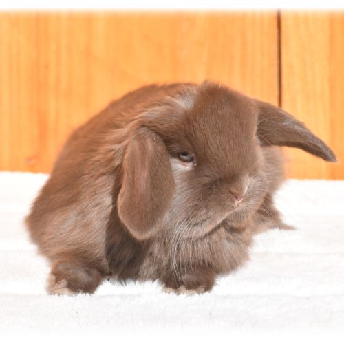 Lapereaux nains béliers