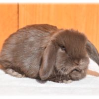 Lapereaux nains béliers #1