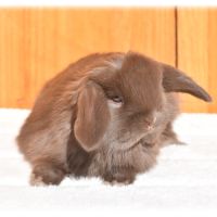 Lapereaux nains béliers #0