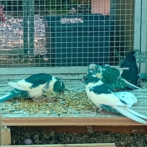 Kakarikis mâles bleus et panachés bleus #2