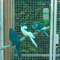 Kakarikis mâles bleus et panachés bleus #3