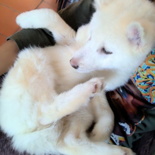 Chiot véritable pomsky blanc crème – disponible de #1