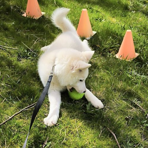 Chiot véritable pomsky blanc crème – disponible de #1