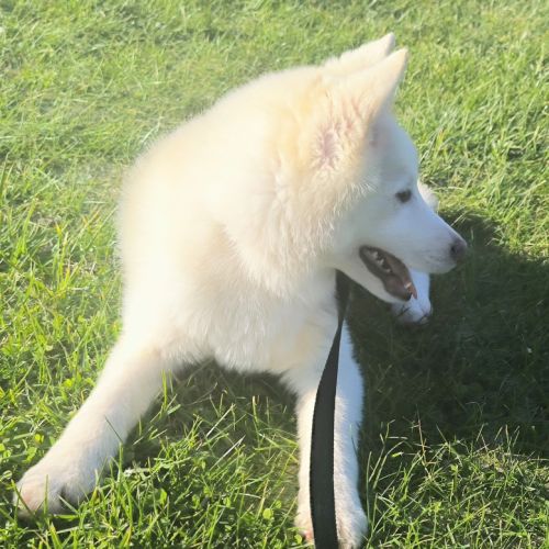 Chiot véritable pomsky blanc crème – disponible de #3