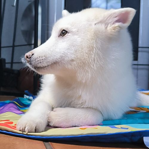 Chiot véritable pomsky blanc crème – disponible de #3