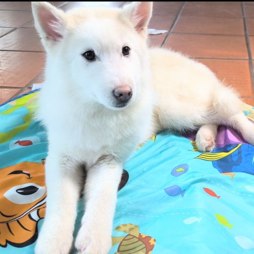 Chiot véritable pomsky blanc crème – disponible de #4