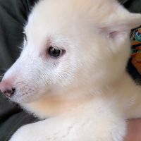 Chiot véritable pomsky blanc crème – disponible de #2