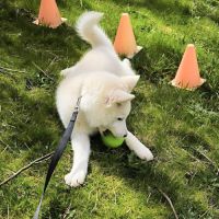 Chiot véritable pomsky blanc crème – disponible de #1