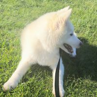 Chiot véritable pomsky blanc crème – disponible de #3