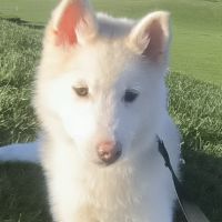 Chiot véritable pomsky blanc crème – disponible de