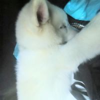 Chiot véritable pomsky blanc crème – disponible de #5