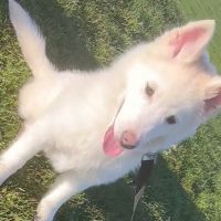 Chiot véritable pomsky blanc crème – disponible de #2
