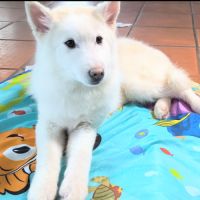 Chiot véritable pomsky blanc crème – disponible de #4