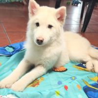 Chiot véritable pomsky blanc crème – disponible de #6