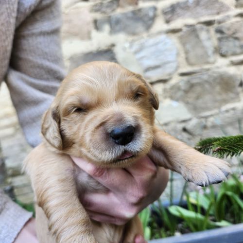 Magnifiques chiots golden retriever lof #2