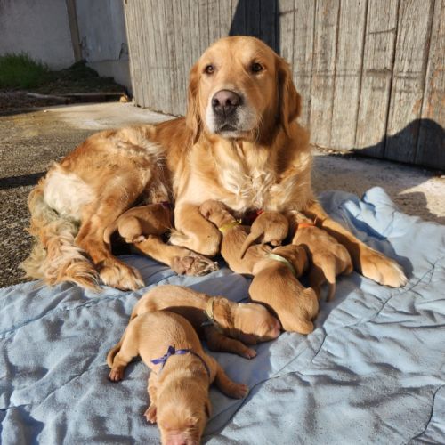Magnifiques chiots golden retriever lof #3