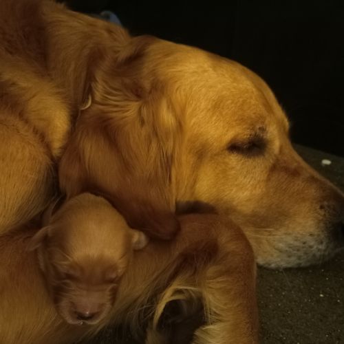 Magnifiques chiots golden retriever lof #4