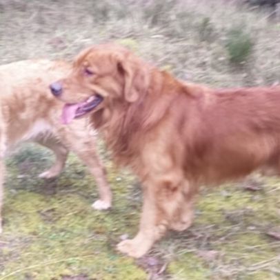 Magnifiques chiots golden retriever lof #5