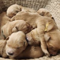 Magnifiques chiots golden retriever lof #0