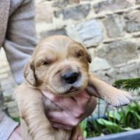 Magnifiques chiots golden retriever lof #2