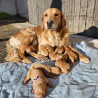 Magnifiques chiots golden retriever lof #3