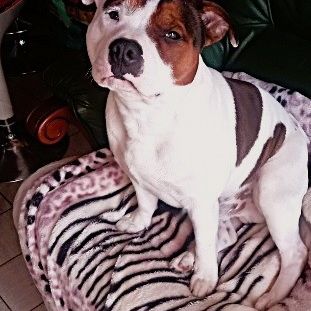 Donne jeune chien, cause santé du propriétaire