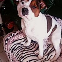 Donne jeune chien, cause santé du propriétaire