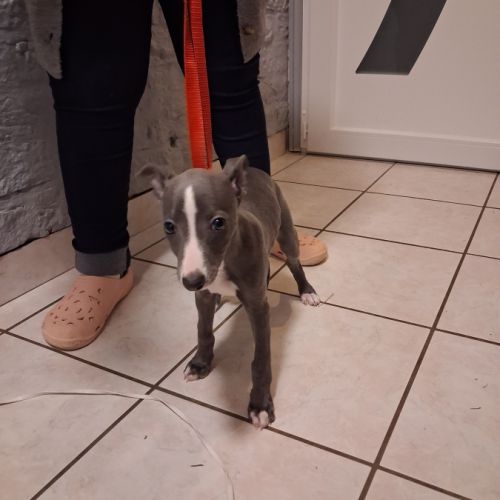 Chiot whippet femelle #1