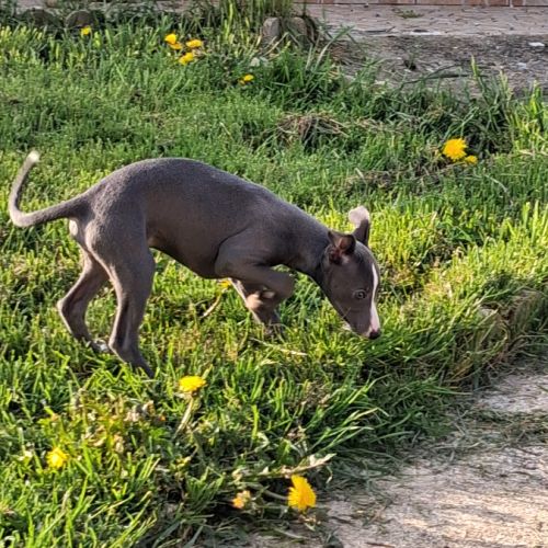 Chiot whippet femelle #2